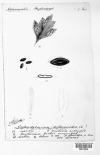 Lophodermium foliicola image
